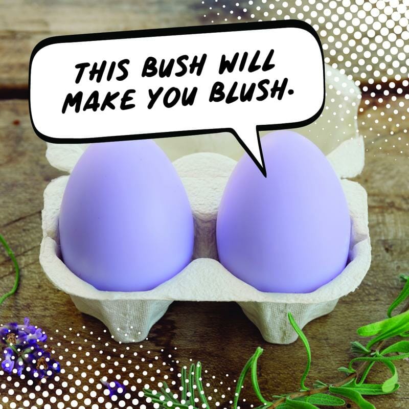 Goat Milk Egg Soap LAVENDER BUSH