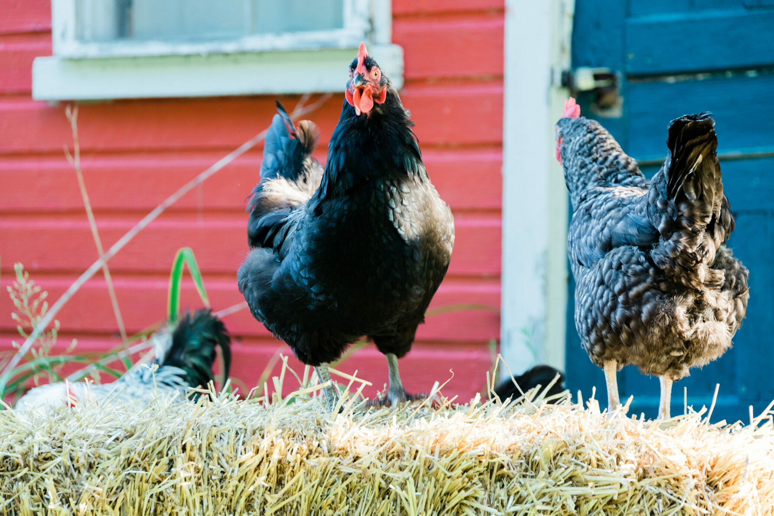 Just Got Laid Chickens
